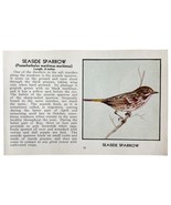 Seaside Sparrow Bird Print 1931 Blue Book Birds Of America Antique Art P... - $19.99