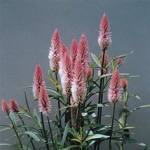 US Seller Celosia Flamingo Feather Seeds - 25 Seeds - £7.62 GBP