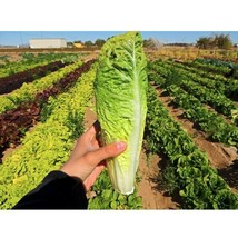 BPA Parris Island Cos Romaine Lettuce Seeds 300 Seeds Heat Tolerant Veggies - £7.12 GBP