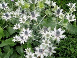 10 Seeds Silver Sea Holly - £11.36 GBP