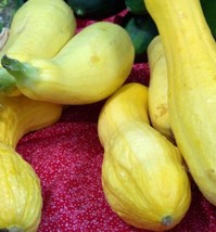 MBK 25 Seeds Squash Crookneck Golden Summer Groco Fresh Garden - $8.79
