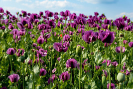 500 Lauren&#39;S Grape Poppy Purple Papaver Bicolor Flower Seeds Fresh Garden - £5.97 GBP