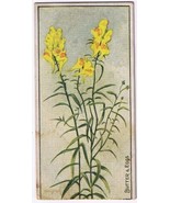 Cowan Co Toronto Card Butter Eggs Wild Flowers Of Canada - £7.48 GBP