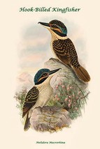 Melidora Macrorhina - Hook-Billed Kingfisher - $19.97