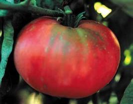 25 Seeds Brandywine Red Tomato Leaf Tomato Seed - £20.73 GBP