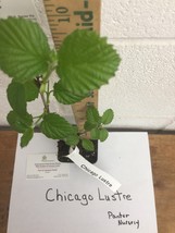 Chicago Lustre viburnum shrub 2.5" pot image 2
