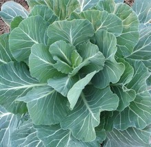 Georgia Collard Greens Seeds 300+ Cool Weather Vegetable Garden - £7.63 GBP