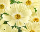 200+ Lemonade Cosmos Seeds | Bright Yellow Flower Garden Blooms - $16.50