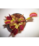 Large sized Flexx Venus Flytrap (Fly Trap) Carnivorous Plant with 3 inch Pot - £14.84 GBP