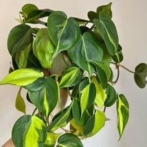 Philodendron Brasil Vining Starter Plant 2 Plants Fresh Garden - $39.00