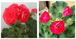20PCS Red Viva Rosita Zonal Geranium Flower Seeds  - £15.79 GBP