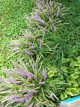 Liriope plants - $7.84
