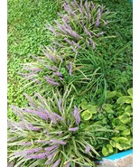 Liriope plants - $10.74 CAD