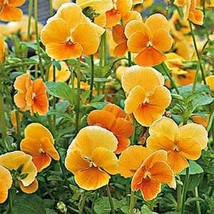 Viola- Chantreland- 50 Seeds Fresh Garden Usa Seller - $6.80