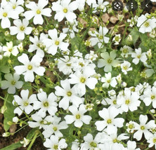 Baby&#39;s Breath Seeds - Gypsophilia elegans - Nice White Flowers that Cont... - £3.42 GBP