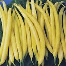 Golden Wax Bean, Bush Bean, NON Gmo,organic 500+ Seeds, Great Tasting n Healthy - $9.99