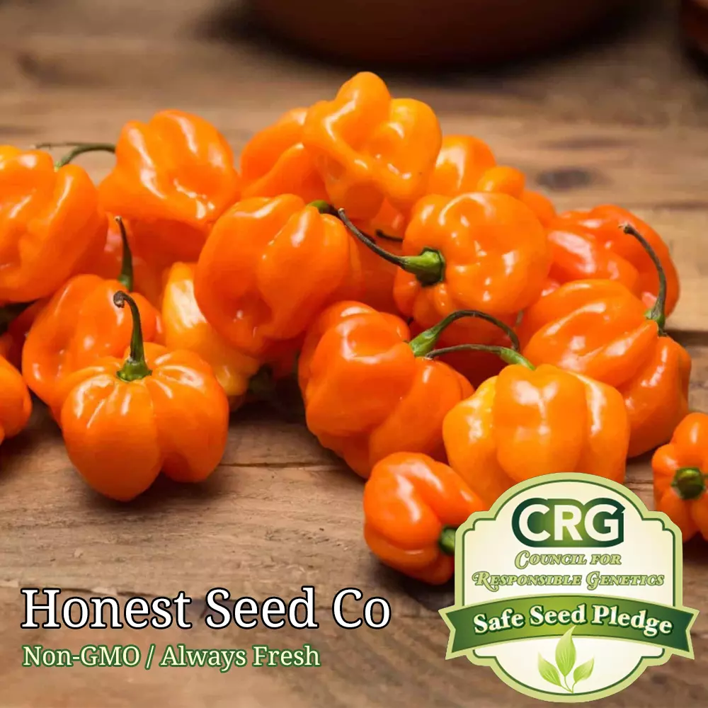 25 Seeds Orange Habanero Pepper Non-Gmo - £7.96 GBP