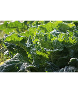 MUSTARD GREEN 1100 Seeds FLORIDA BROAD LEAF | HEIRLOOM NON-GMO FRESH From US - £7.18 GBP