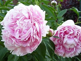 20 Seeds Sarah Bernhardt Garden Peony: Paeonia lactiflora - $30.00