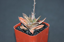 GASTERIA LILIPUTANA, exotic  rare succulent plant cacti agave gasteraloe  2&quot; pot - £7.18 GBP