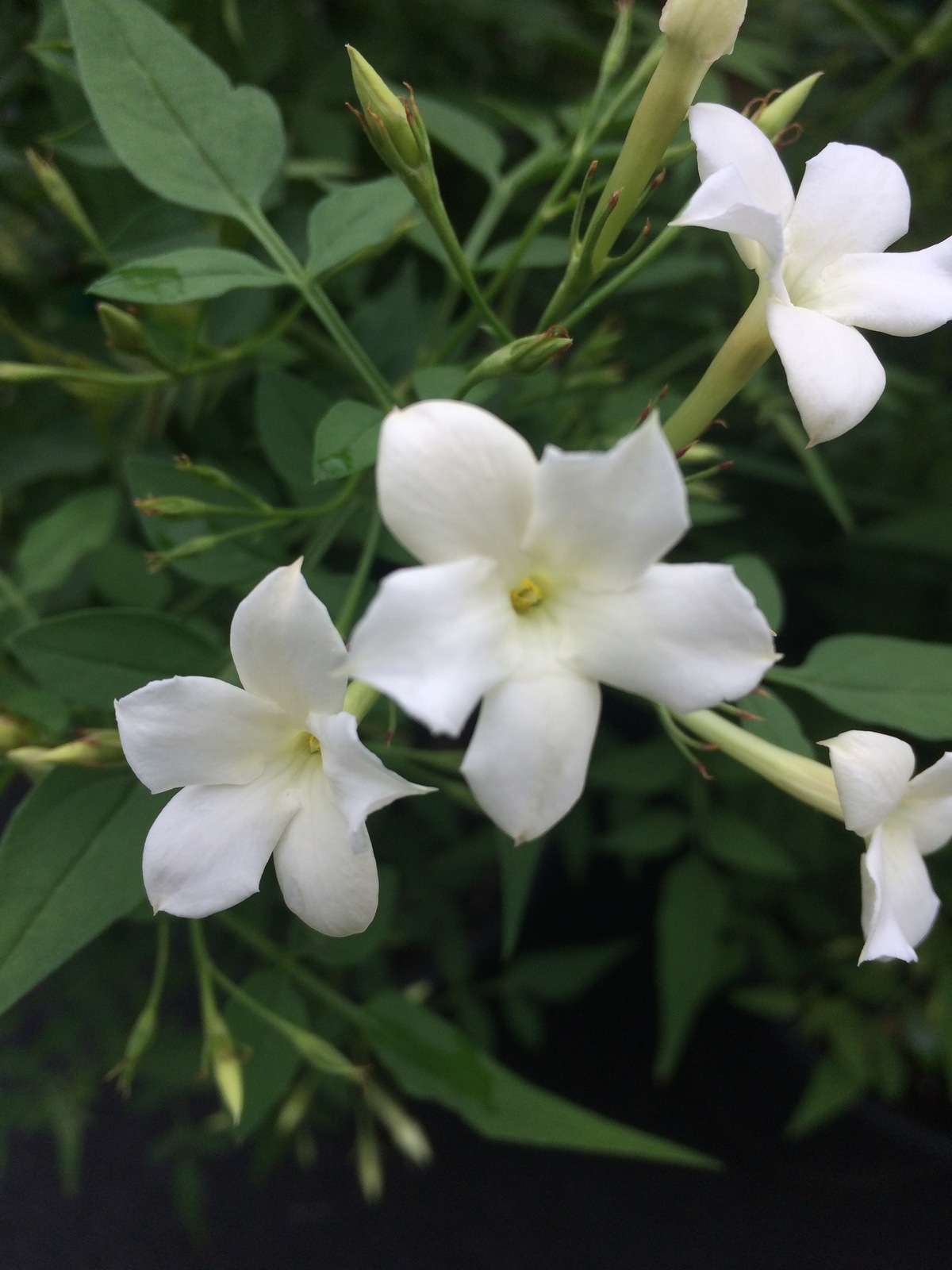 Jasminum grandiflorum Poet's Jasmine