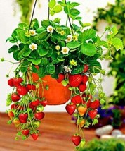 300 seeds Climbing Red Strawberry Seeds Big &amp; Delicious - $9.99