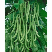 Bean Kentucky Wonder Pole Green Bean Seeds Classic Bean Fresh Seeds USA - £5.40 GBP