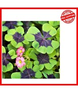Vibrant Indoor/Outdoor Oxalis Shamrock Bulbs - Plant 20 for Year-Round C... - $31.66 CAD