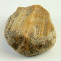 Petrified Wood South Dakota 14.1 oz 4” x 3" x 1" Stone Fossil Wooden Rock image 3