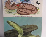 1978 Walt Disney&#39;s Fun &amp; Facts Flashcard #DFF12-22: Moray and Conger Eels  - £1.56 GBP