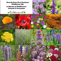 Wildflower Mix Buck Off Deer Resistant Flowers W S 1000 Seeds Gardening Fresh US - £11.84 GBP