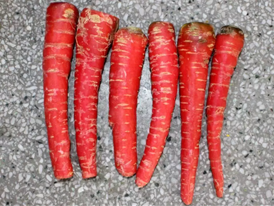 Heirloom Atomic Red Carrot Seeds - Daucus carota - B22 - $3.62