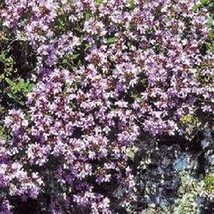 HS Creeping Thyme Wild 500 Seeds  - £4.76 GBP