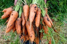 Carrot Royal Chantenay - Carrot - 100+ seeds - R 018 - £2.33 GBP