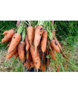 Carrot Royal Chantenay - Carrot - 100+ seeds - R 018 - £2.33 GBP