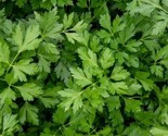 Winter Chervil Seeds 300 Herb Garden Culinary French Parsley Fast Shipping - $8.99