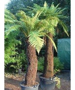 Dicksonia fibrosa golden tree fern - £2.92 GBP
