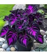 Make a Statement with Purple Tip Calathea Couture. Ideal for Any Space - $10.19 CAD