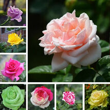Mix Colorful Rose Seeds, 50pcs/pack - $4.70