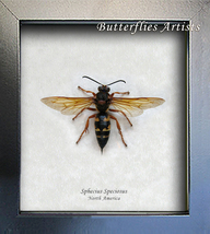 Wasp Cicada Killer Sphecius Speciosus Real Framed Entomology Collectible... - $74.99