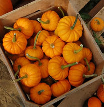 20 Jack Be Little Pumpkin Seeds Miniature Mini Tiny NON-GMO USA  - £7.58 GBP