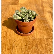 Succulent Concrete Leaf or Titanopsis calcarea 1&quot; Pot with Saucer Live P... - $5.94
