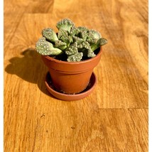 Succulent Concrete Leaf or Titanopsis calcarea 1&quot; Pot with Saucer Live P... - £4.74 GBP