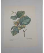 P J Redoute Beautiful Flowers Corylus Maxima Botanical Art Print Book Pl... - $16.62 CAD
