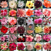 BELLFARM Adenium Mix 36 Types Bonsai Desert Rose Seeds 100pcs Include Red Black  - £4.35 GBP