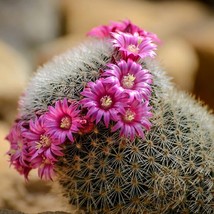 Woolly Nipple Cactus Seeds 10 Mammillaria Mammillaris Easytogrow Cacti Ideal Gre - £11.31 GBP