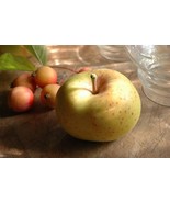 PSA 7 Town Pippin Apple Tree Seeds Fast Growing - €11,62 EUR PSA 7 Town Pippin Apple Tree Seeds Fast Growing - €11,62 EUR