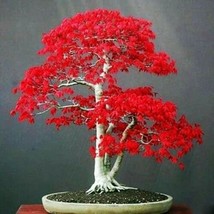 20 Seeds Japanese Red Maple Tree Bonsai Rare plant for home garden - $5.65
