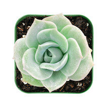 2&quot; Plant pot Echeveria Lovely Rose Succulent Plant Rooted for Indoor Decor - £17.62 GBP