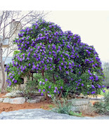Texas Mountain Laurel Flower Tree Seeds Sophora Secundiflora Mescal Bean... - $371.45 MXN
